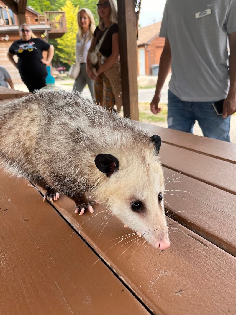 Small Creatures With Big Personalities