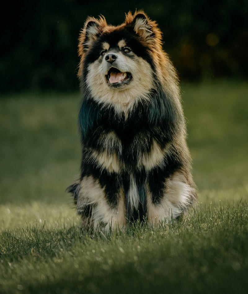 Finnish Lapphund
