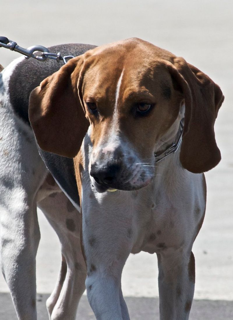 Coonhound (Treeing Walker)