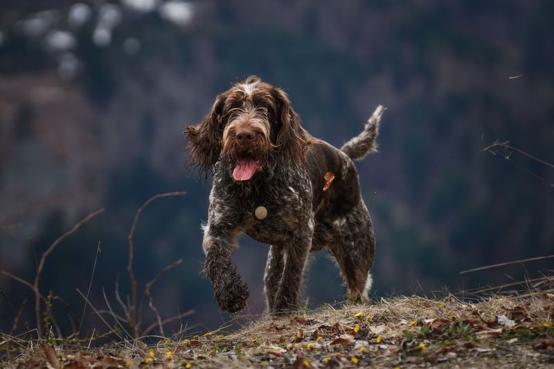 These dog breeds won't complain when your idea of relaxing involves getting outside 14 German Wirehaired Pointer
