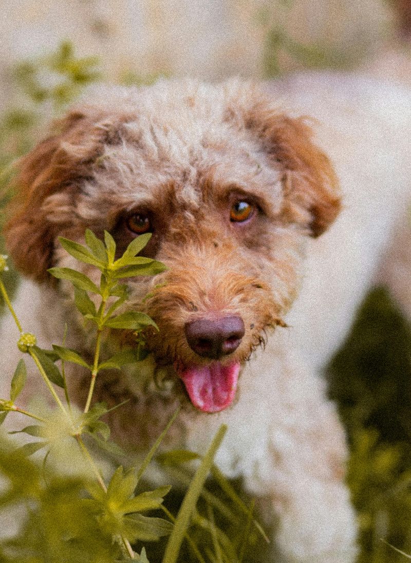 12 fun-loving dog breeds experts say instantly lift the mood around them 13 Lagotto Romagnolo