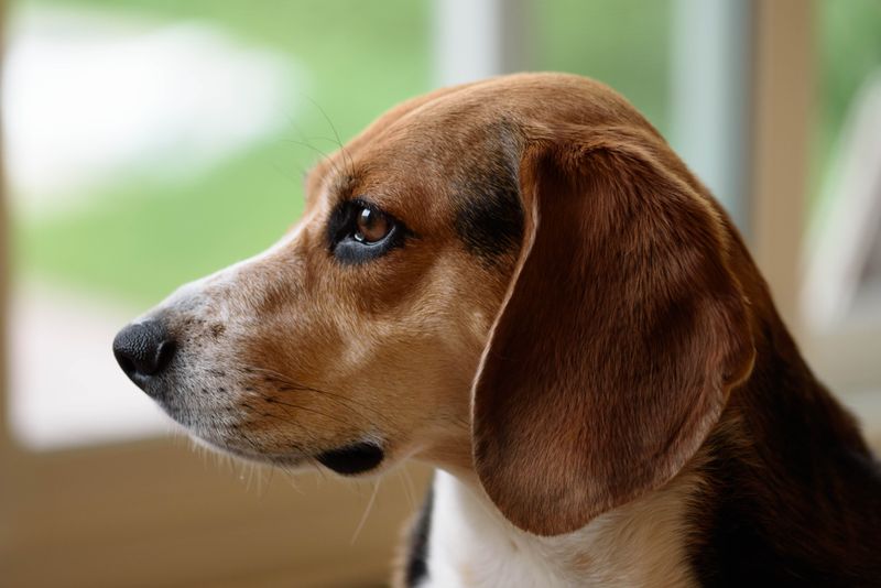 These 10 dog breeds fit naturally into an active - but not exhausting - lifestyle 9 Beagle
