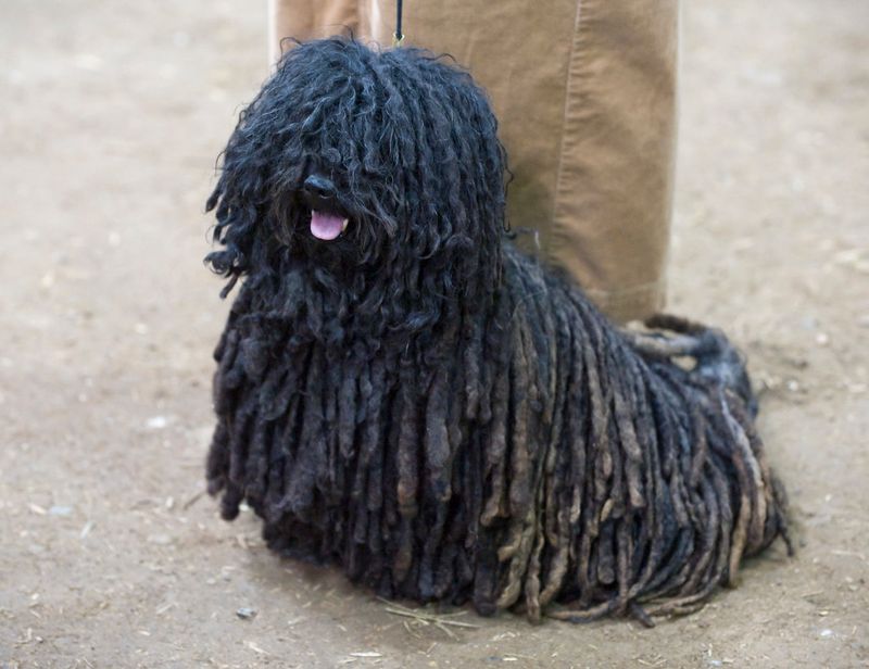 Some dogs turn heads - these unusual breeds make strangers ask what exactly they're looking at 5 Puli