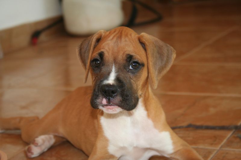 The calm confidence of these dog breeds often becomes contagious around the home 10 Boxer