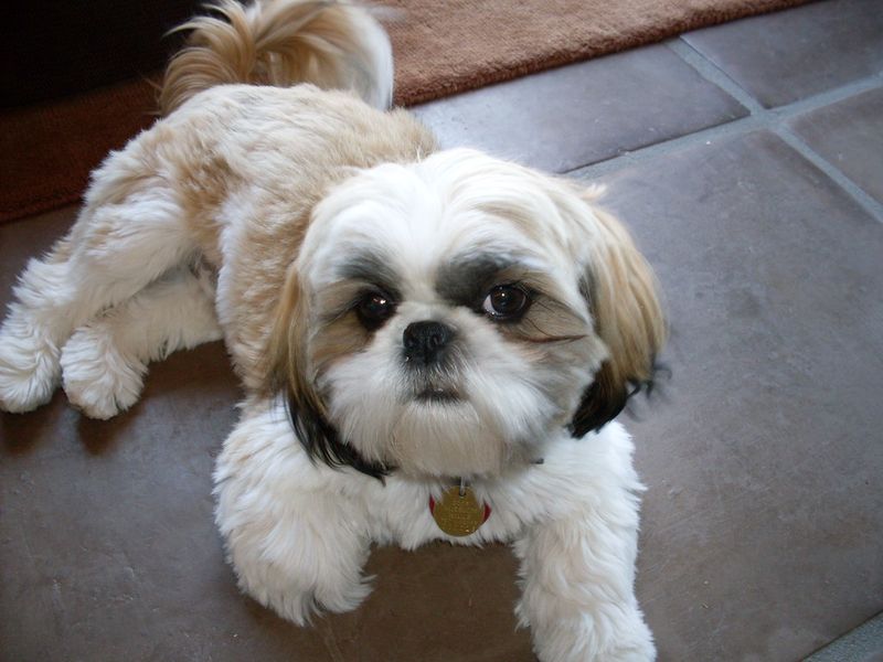 These dog breeds may follow you everywhere - but they don't always need you to entertain them 12 Shih Tzu