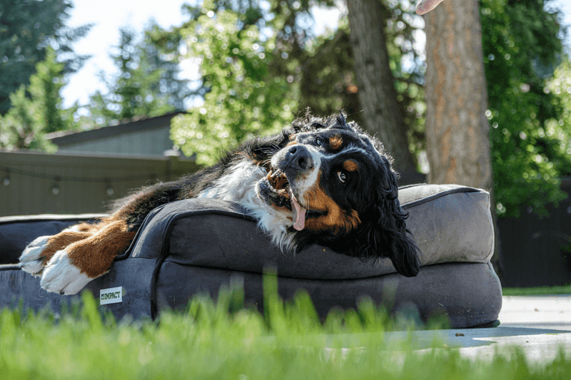 Bernese Mountain Dog