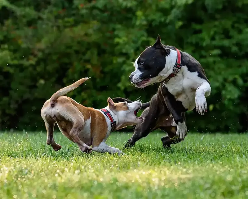 Aggressive reactions out of nowhere