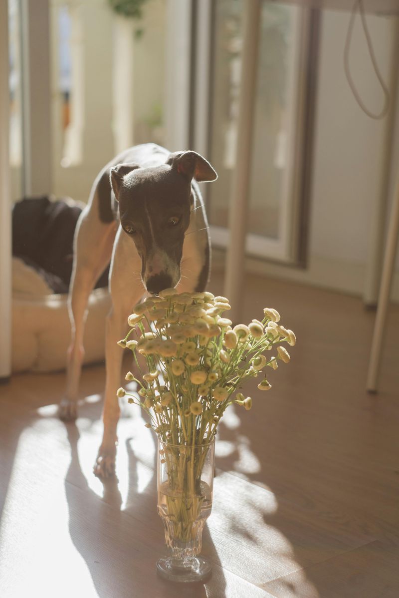 12 Quiet Dog Breeds That Rarely Bark in Apartments 13 Italian Greyhound