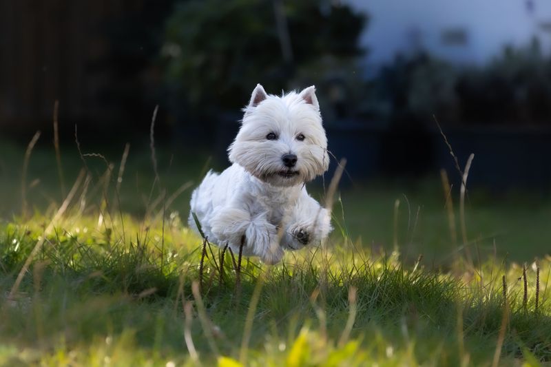 The next dog trend may actually come from the past - These forgotten favorites are ready for another turn 10 West Highland White Terrier