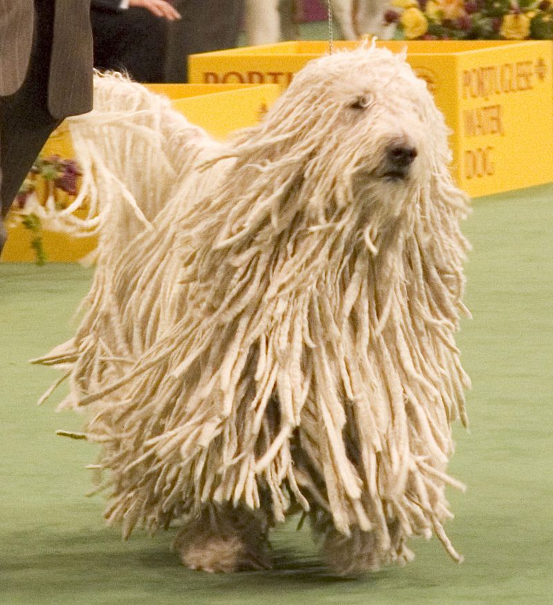 Some dogs turn heads - these unusual breeds make strangers ask what exactly they're looking at 6 Komondor