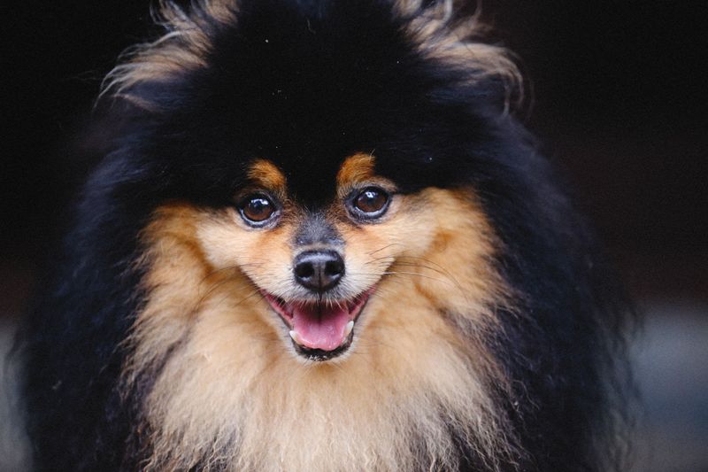 Your tiny dog doesn't automatically want to meet everyone - these breeds reveal the social divide 3 Pomeranian