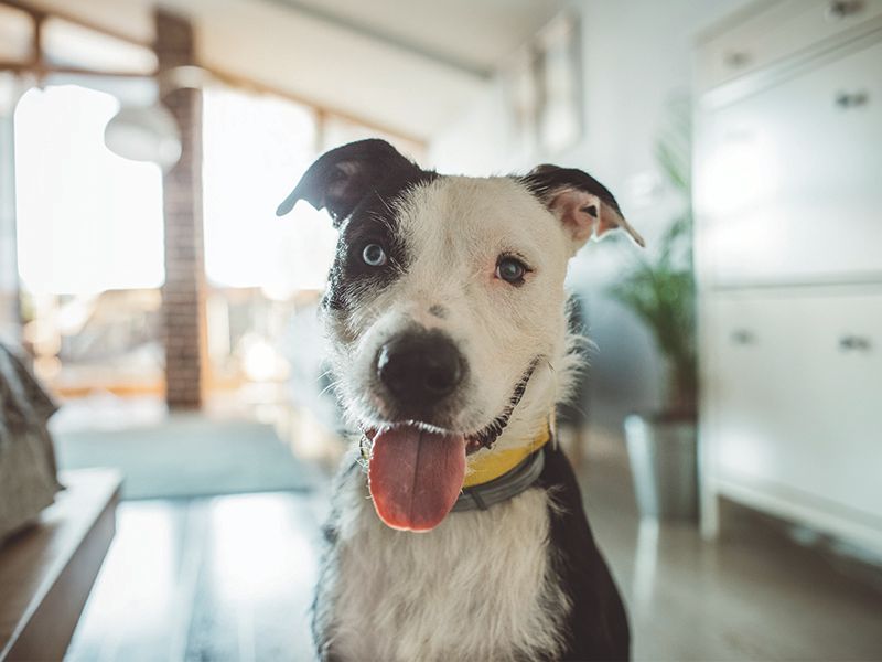 27 Dog Breeds Known for Their Adaptability to Different Lifestyles 14 Mixed-breeds (designer dogs)