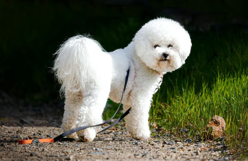 11 dog breeds that older owners say are the easiest companions long term 3 Bichon Frise