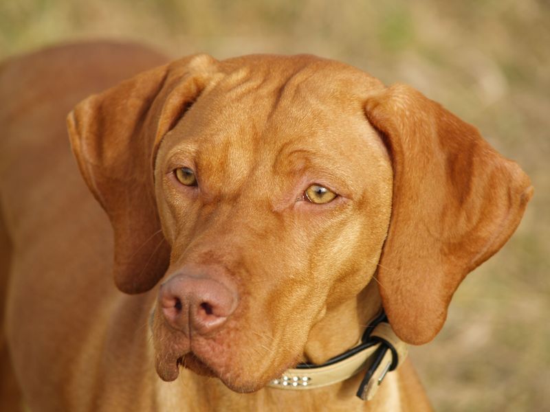 11 dog breeds that form powerful human bonds - plus 3 that may be happier around fellow dogs 3 Vizsla