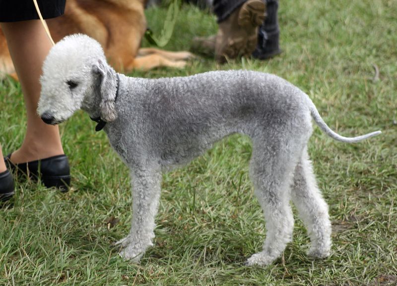 You spend years saying you'd never own one - Then one moves in and ruins that opinion completely 10 Bedlington Terrier