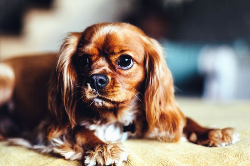 Cavalier King Charles Spaniel - lap-loving listener