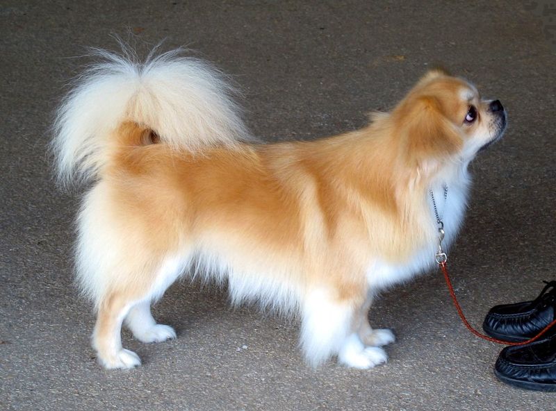 Tibetan Spaniel