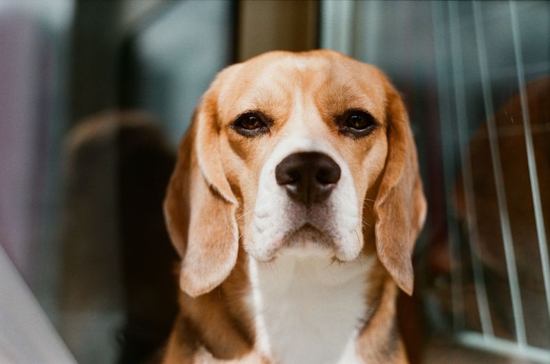 Beagle: Nose First, Ears Later