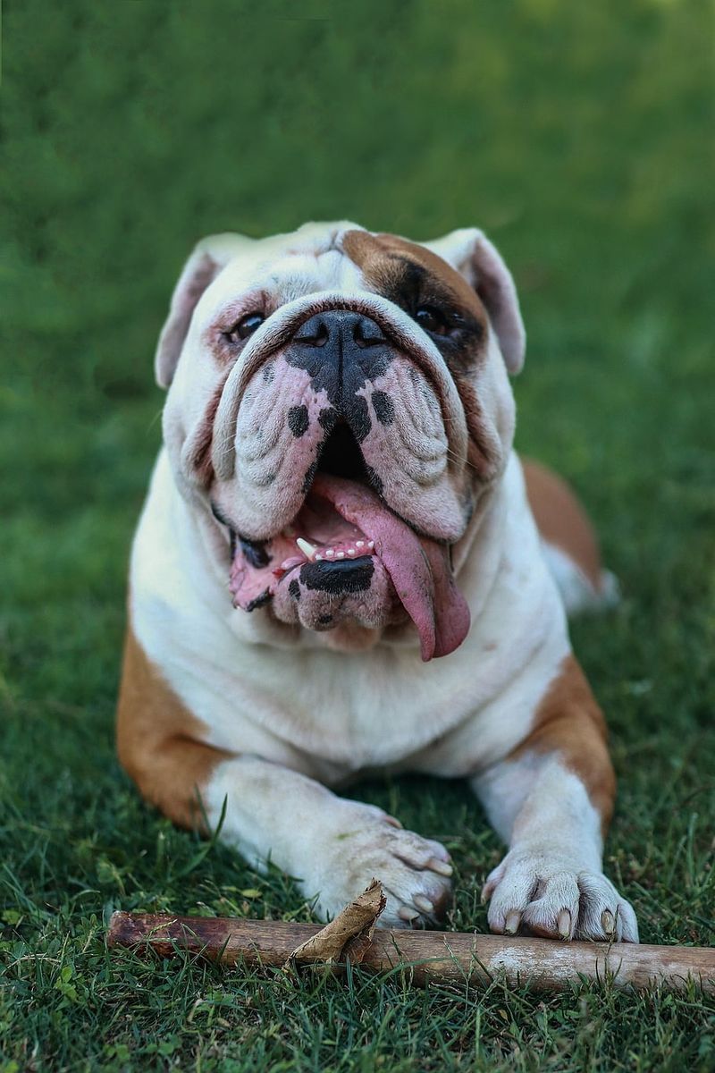 English Bulldog