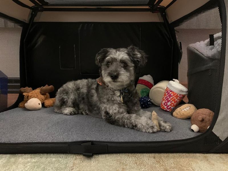 Not training your dog for the crate