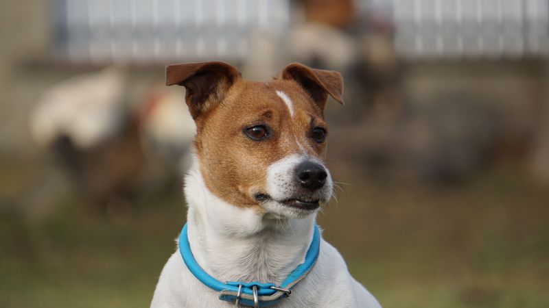 Jack Russell Terrier