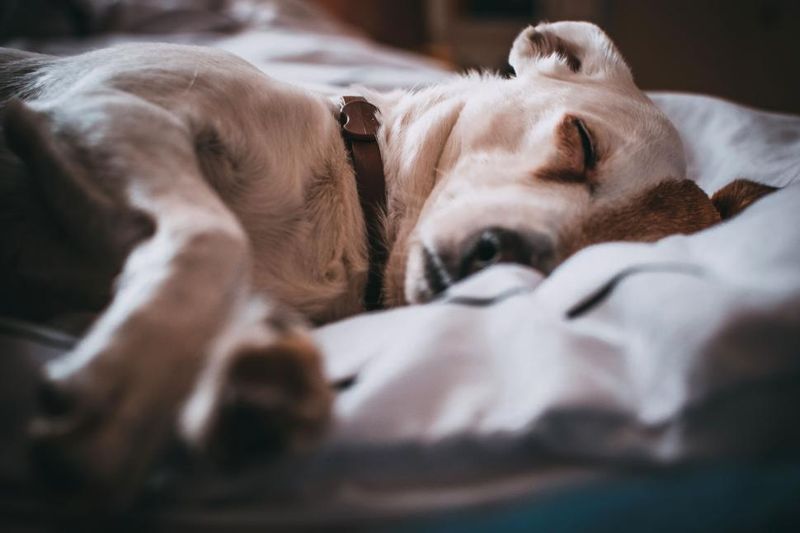 12 beautiful signs your dog feels deeply loved, emotionally safe, and truly happy 2 Sleeping peacefully near you