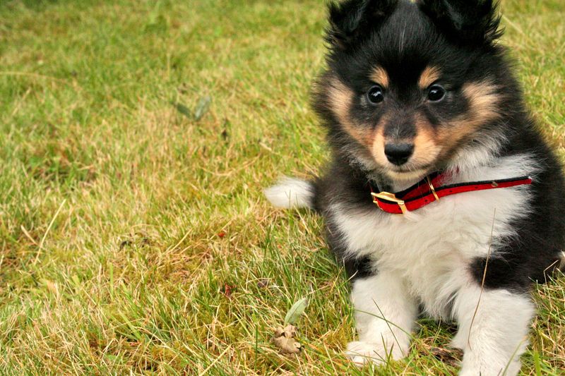 Finnish Lapphund