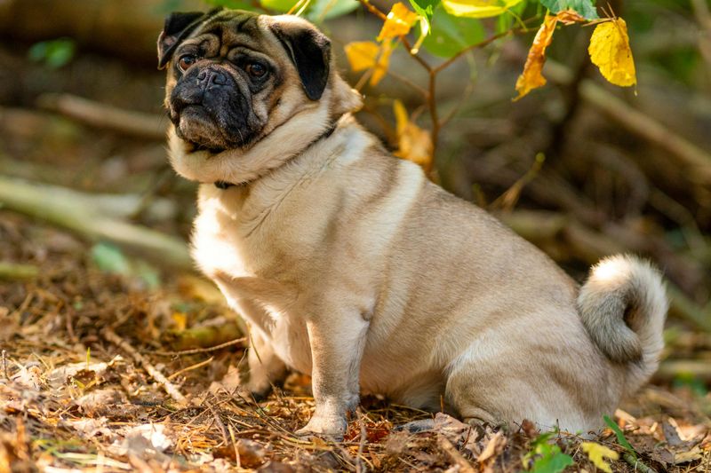 12 gentle dogs that bring emotional warmth into every home they enter 12 Pug
