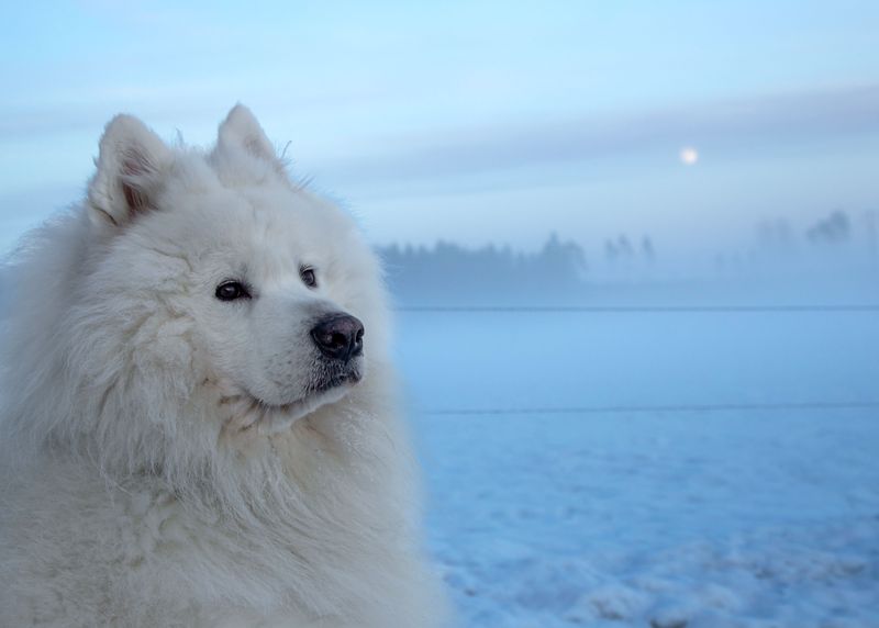 12 dog breeds that will happily disappear into the snow - but bring out the bath and enthusiasm can vanish 4 Samoyed