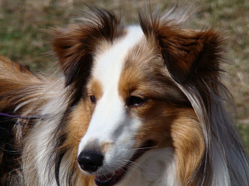 11 highly expressive dog breeds that seem to understand people on another level 12 Shetland Sheepdog