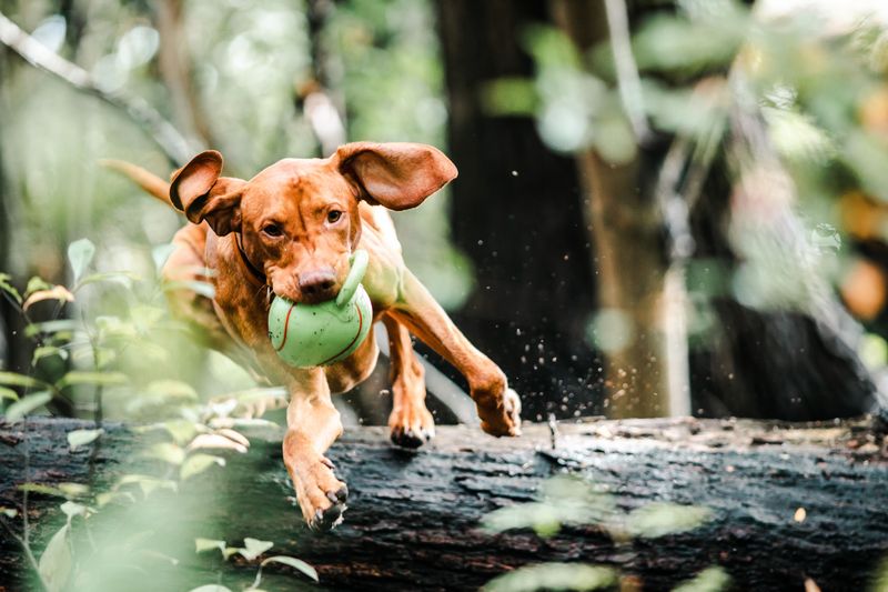 New environments rarely slow these 12 confident dog breeds down 8 Vizsla