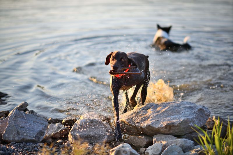 11 calm dogs that enjoy relaxed days at home - and 3 energetic breeds with completely different plans 15 German Shorthaired Pointer - adventure buddy with endless fuel