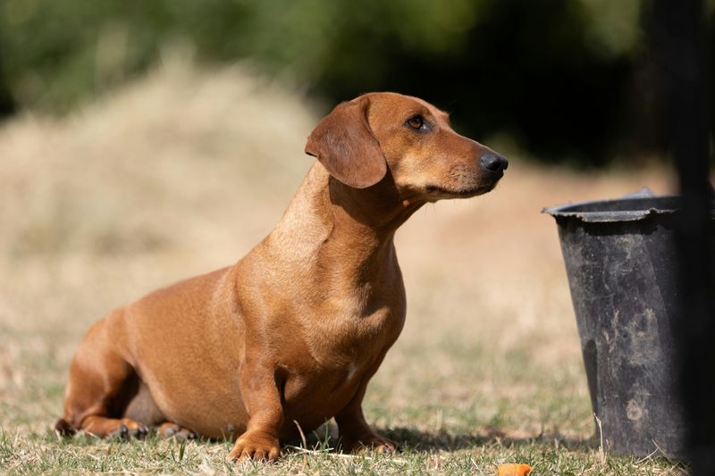 13 dog breeds that pick one favorite human and stick to them like glue 8 Dachshund