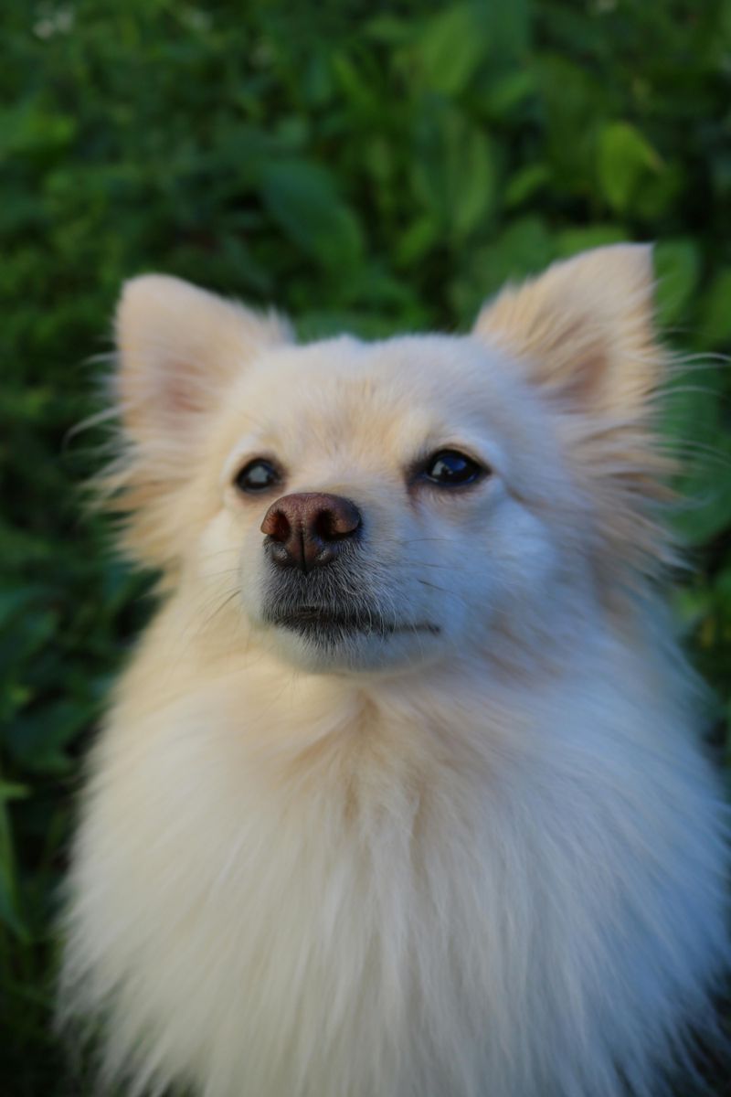 Northern spitz types