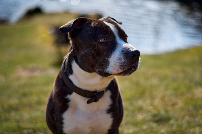 American Staffordshire Terrier: Muscle With a Soft Side