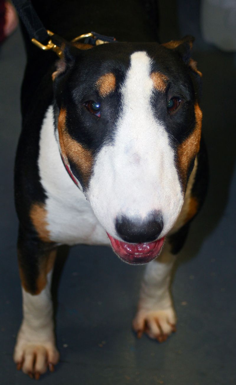 These 13 dogs constantly get mistaken for Pit Bulls - but they're something else entirely 6 Bull Terrier