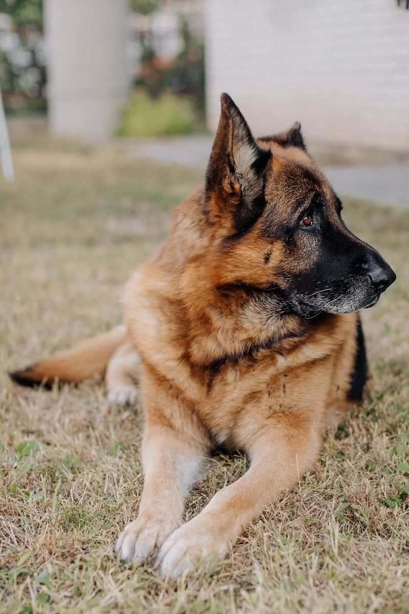 The dog everyone scrolls past could be exactly the companion they've been searching for 10 German Shepherd