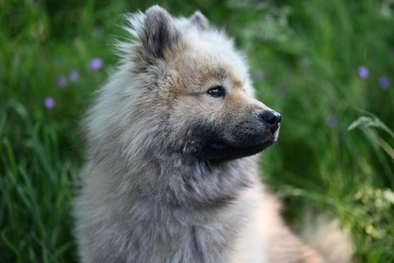 Social media can keep its breed of the month - These dogs have something trends can't manufacture 7 Keeshond