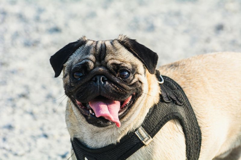 12 fun-loving dog breeds experts say instantly lift the mood around them 9 Pug