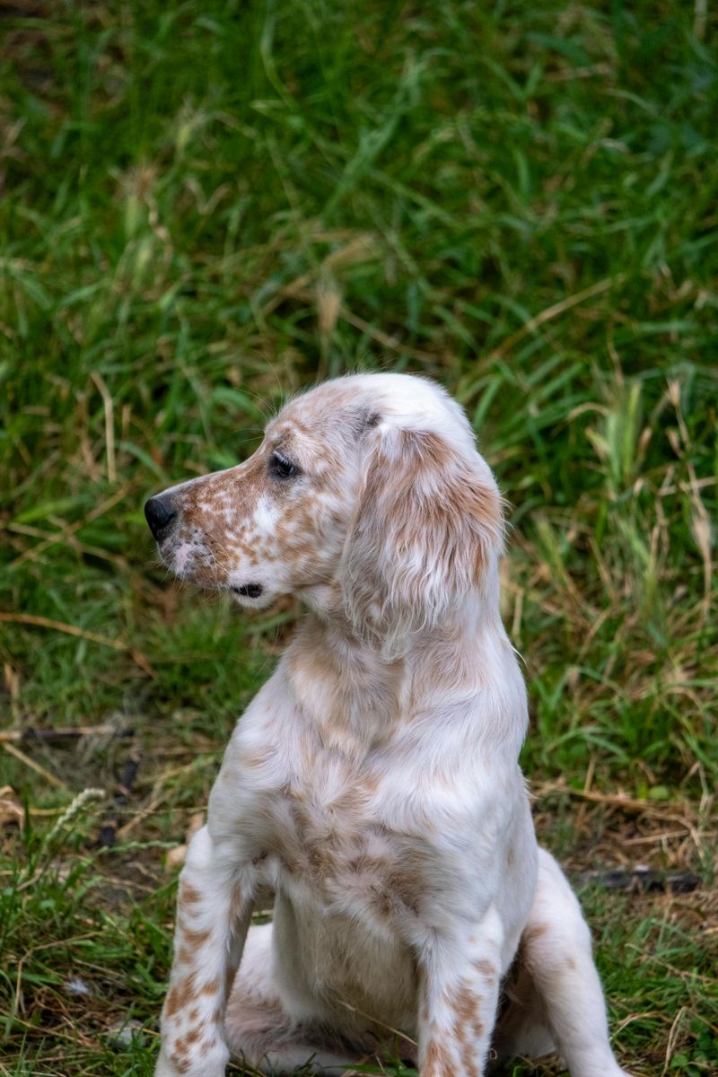 English Setter