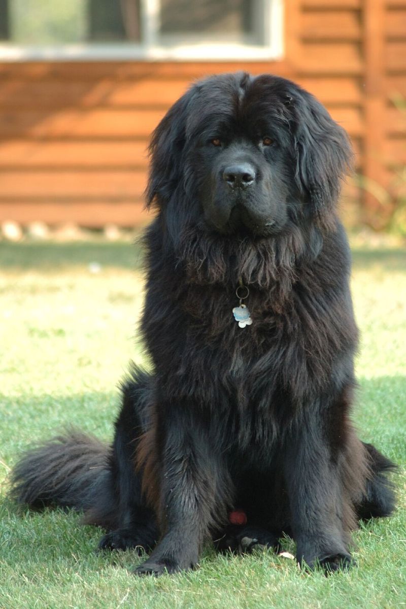 At some point you stop thinking of them as the dog - These breeds can simply become family 10 Newfoundland
