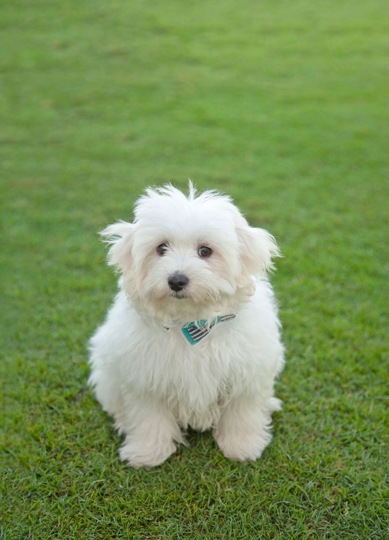 Coton de Tulear