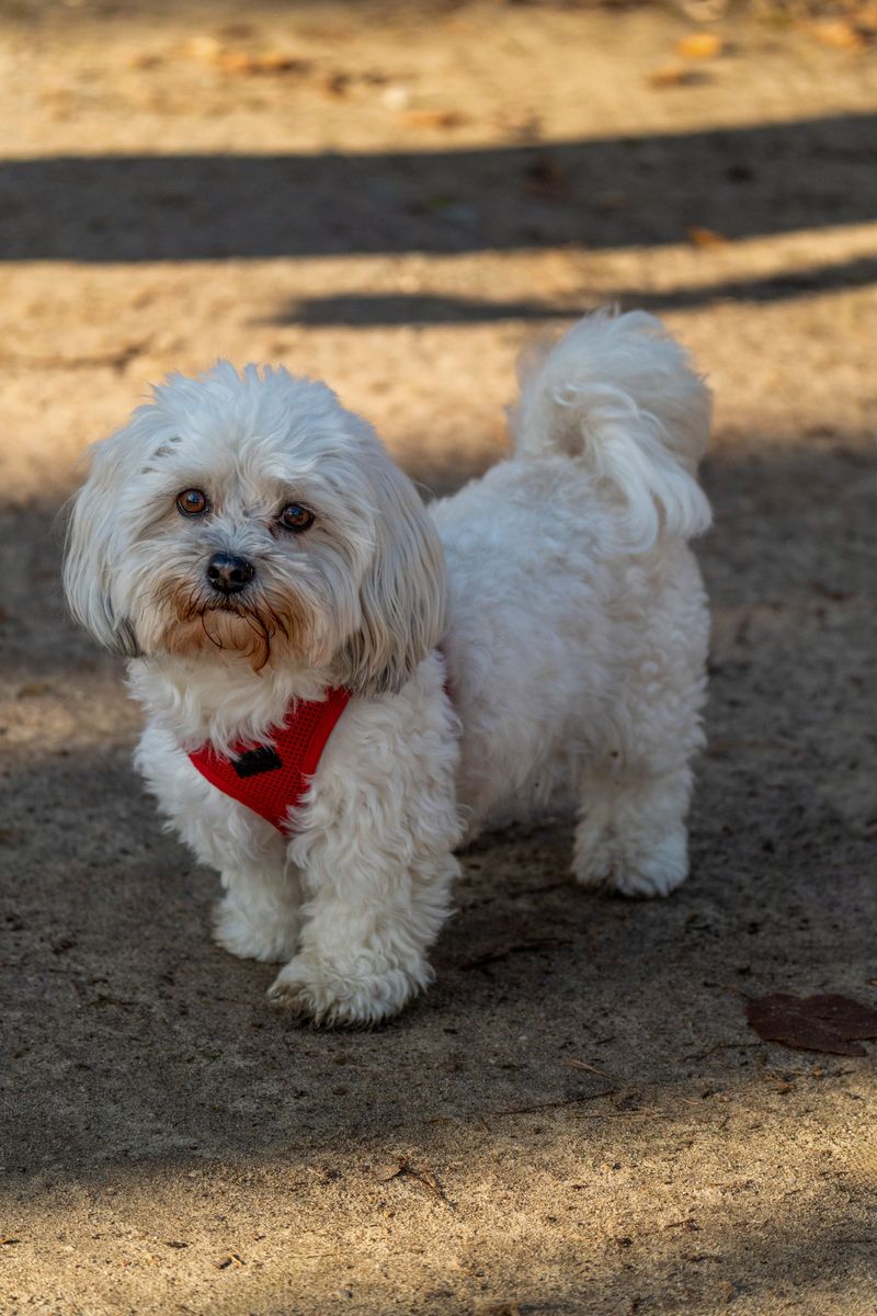 The dog breeds most affected when you're away 9 Maltese