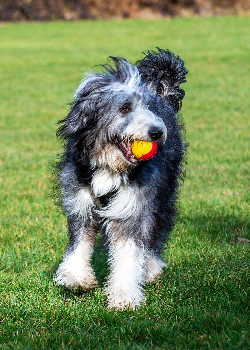 Bearded Collie