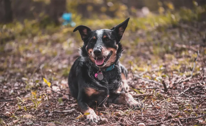 Australian Cattle Dog - Ranch Brain on Alert