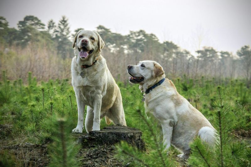 14 social dog breeds that hate being alone and love having a dog sibling 2 Labrador Retriever
