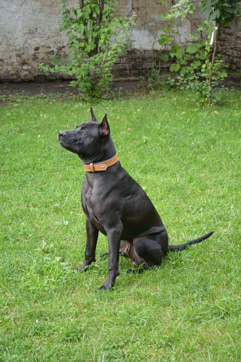 These 14 dog breeds may not be popular, but they have plenty to offer 9 Thai Ridgeback
