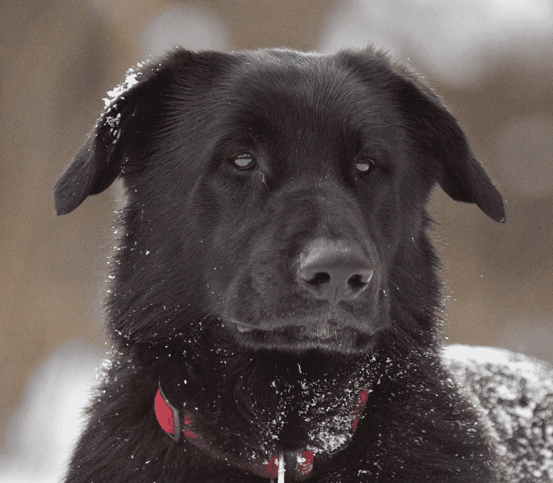 Is your dog fed up? Here are 11 signs to watch for 2 Avoiding eye contact