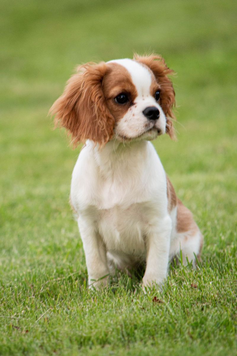 Once these dog breeds become part of your life, you'll rarely walk through the house alone 5 Cavalier King Charles Spaniel