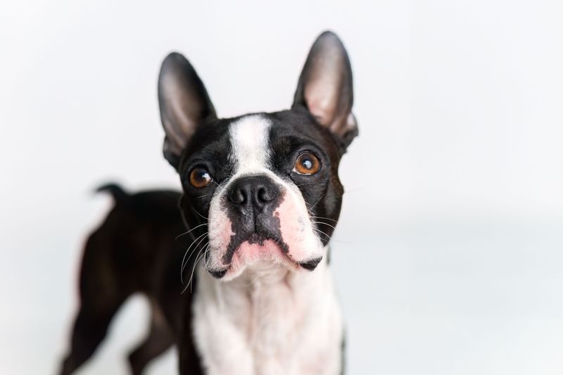 Boston Terrier